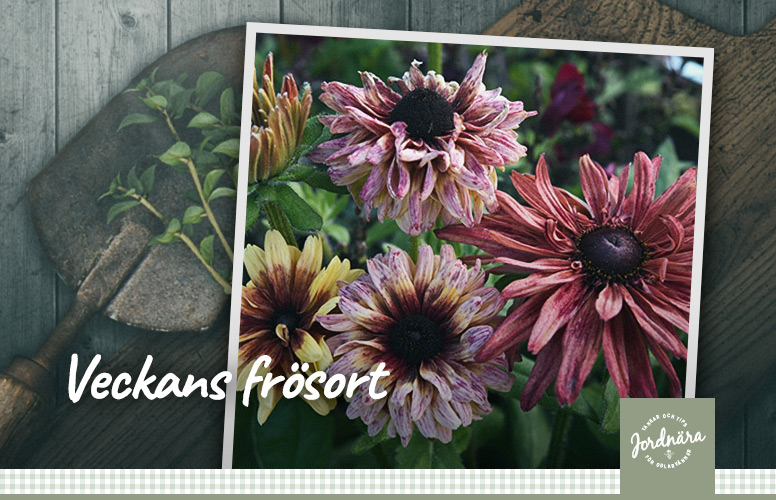 Veckans frösort – Sommarrudbeckia 'Sahara'