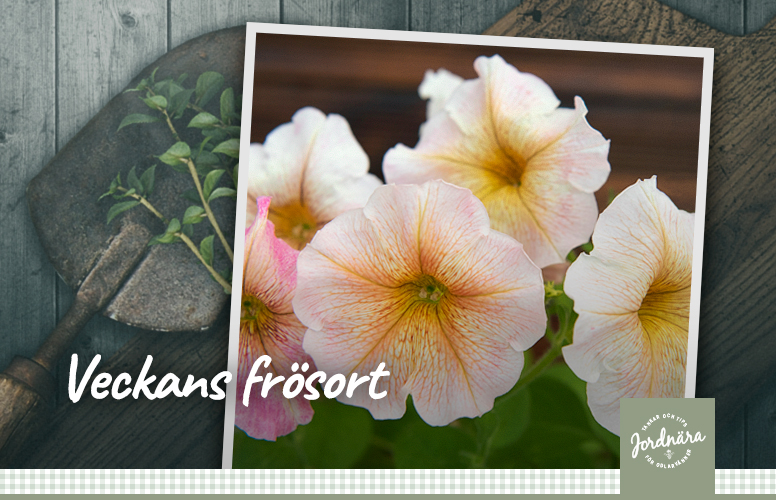 Veckans frösort - Petunia F1 'Ingrid'