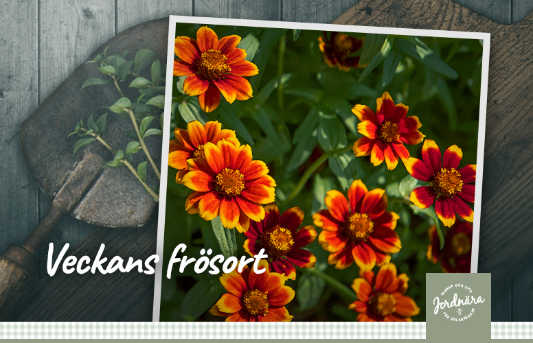 Veckans frösort - Guldzinnia 'Chippendale'