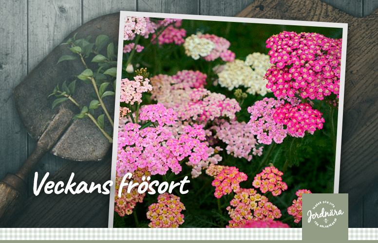 Veckans frösort: Röllika F2 'Flowerburst Lilac Shades'