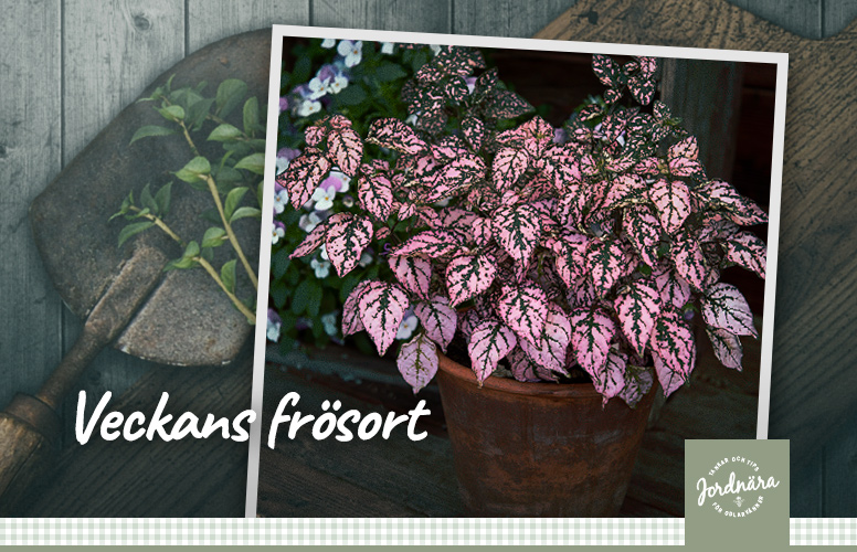 Veckans frösort: Rosenstänk 'Splash Select Pink'