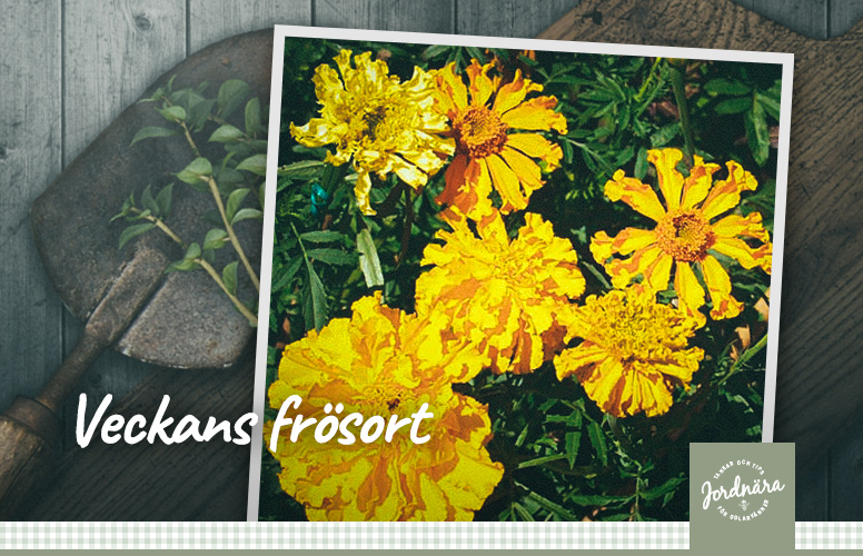 Veckans frösort: Stor Tagetes 'Carillo'