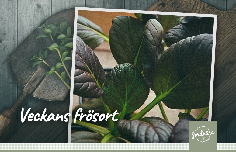 Veckans frösort: Pak Choi 'Arax'