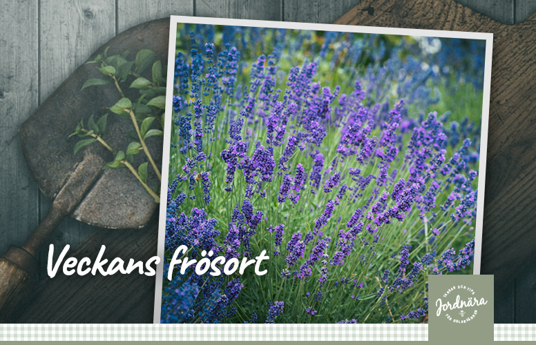 Veckans frösort: Lavendel