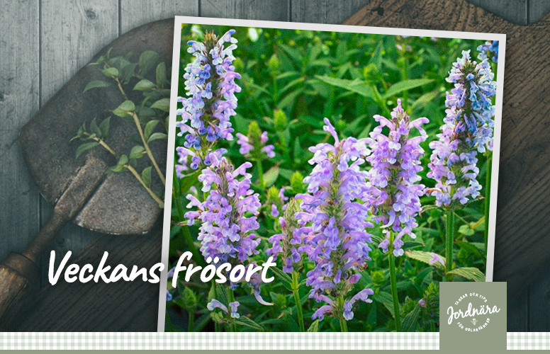 Veckans frösort: Axnepeta 'Blue Moon'