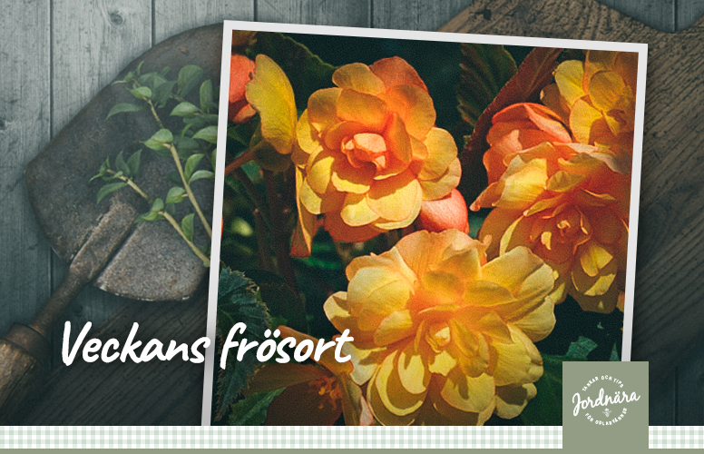 Veckans frösort: Hängbegonia F1 'Illumination Apricot'