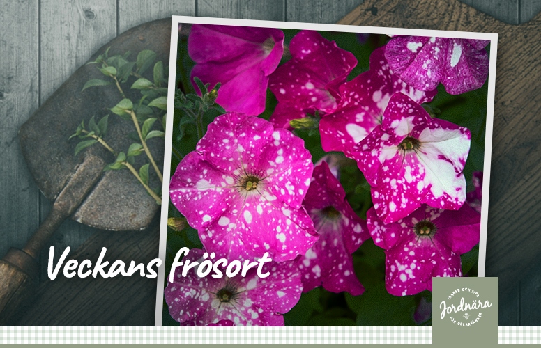 Veckans frösort: Petunia F1 'Dot Star Deep Pink'