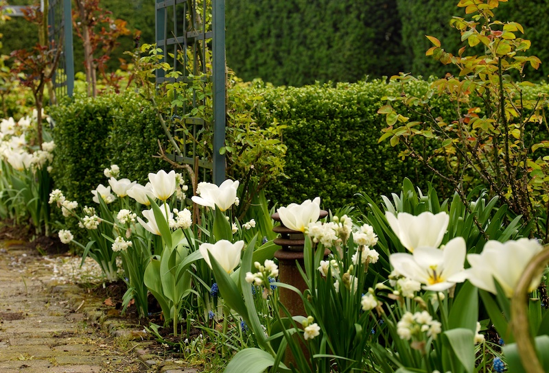 Vita tulpaner och narcisser i rabatt