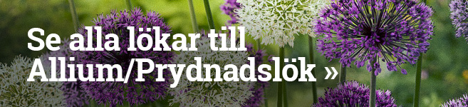 Se alla lökar till Allium/Prydnadslök