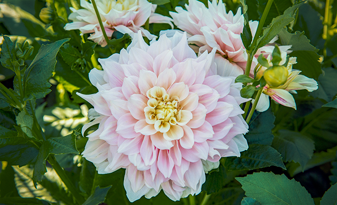 146100-Dahlia-'Break-Out'