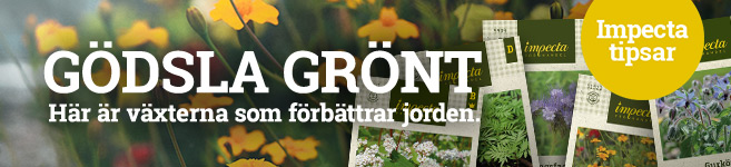 Här är växterna som förbättrar jorden