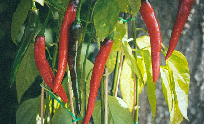 Chilipeppar F1 'Impala'