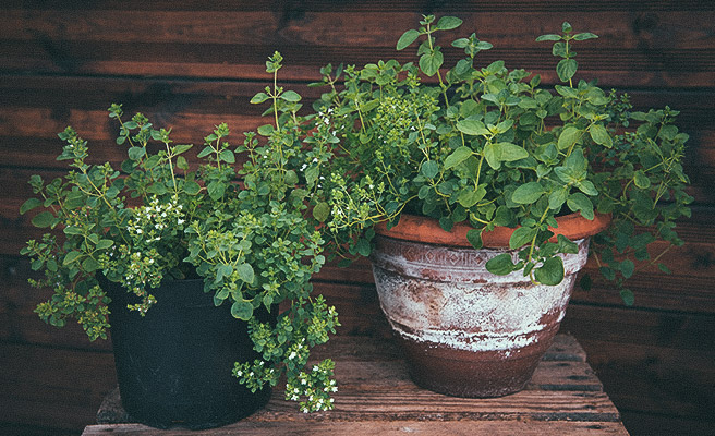 Grekisk Oregano 'Griechischer'