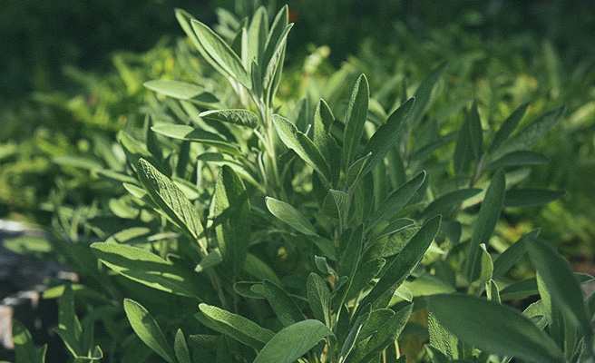 31851-Salvia-officinalis-Extrakta