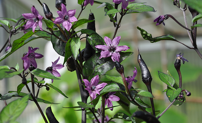 Chilipeppar 'Vampire'