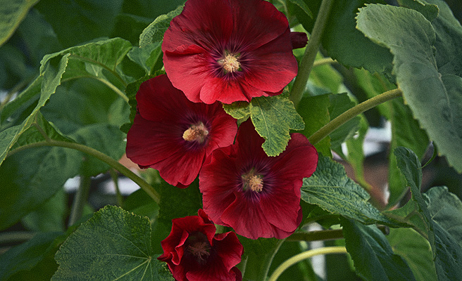 ’Spotlight Mars Magic’ har stora, enkla blommor.