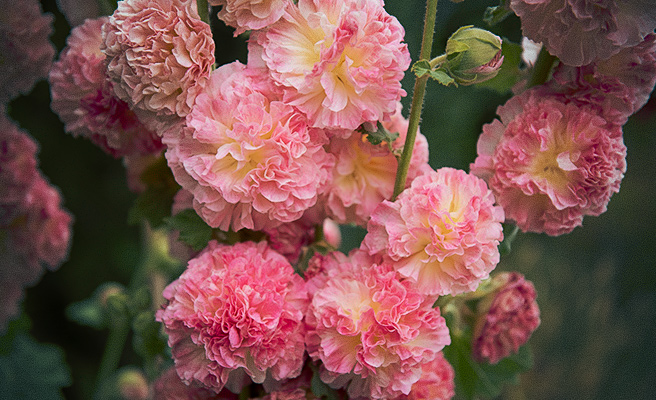 Blomman hos ’Chater’s Salmon Pink’ är extra dubbla.