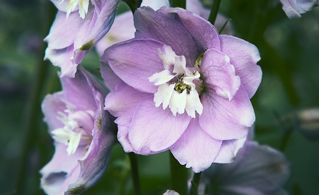 Trädgårdsriddarsporre 'Magic Fountains Cherry White Bee'