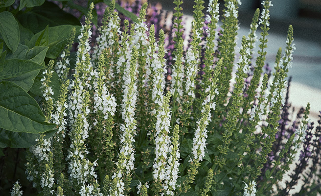 65308 Stäppsalvia 'Merleau White'