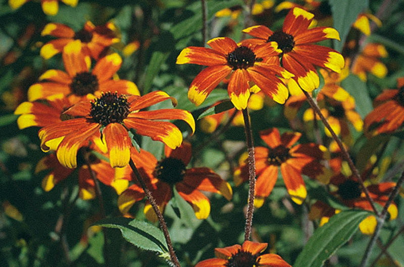 Trefliksrudbeckia 'Prairie Glow'