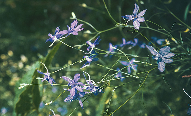 Consolida regalis Riddarsporre