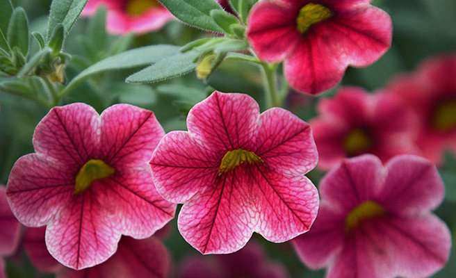 Minipetunia F1 'Crave Strawberry Star'