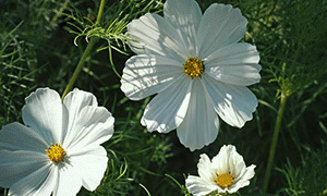 Rosenskära 'Vega White'