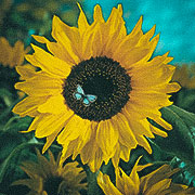 Jättesolros 'Giganteus'