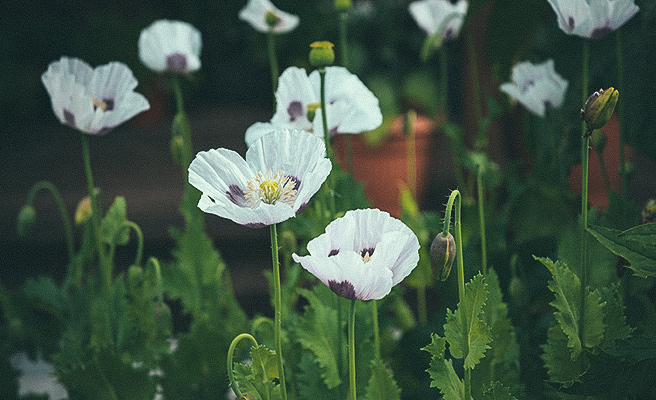 Enkel Vallmo 'Bread Seed Poppy'