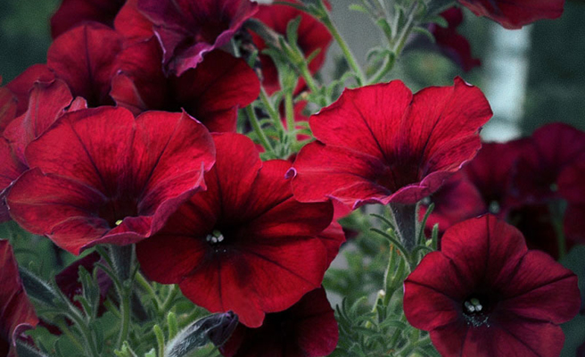 Hängpetunia F1 'Easy Wave Red Velour'