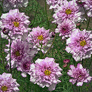 Rosenskära 'Double Click Bicolour Pink'