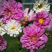Rosenskära 'Double Click'