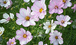 Rosenskära 'Cosimo Collarette'