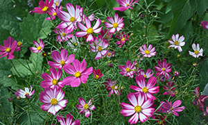 Rosenskära 'Cosimo Red-White'