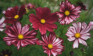 Rosenskära 'Velouette'