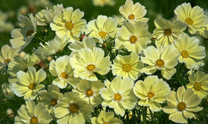 Rosenskära 'Xanthos'