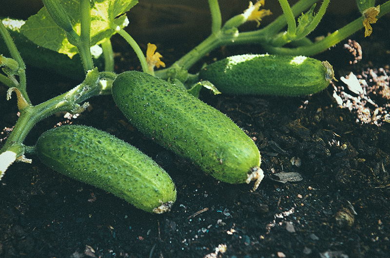 91350-Cucumis-sativus