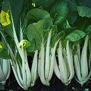 Pak Choi F1 'Joi Choi'