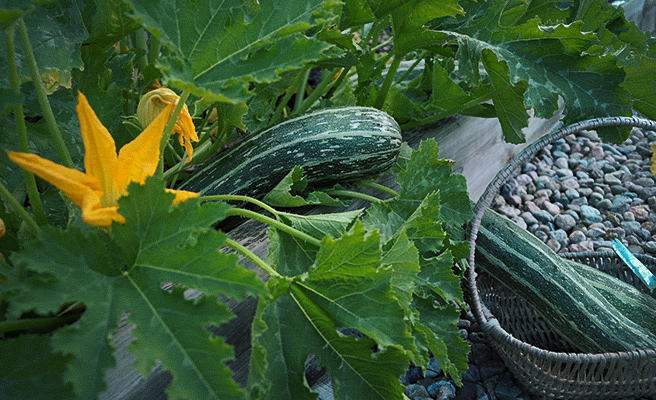 Squash på planta