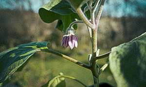 Aubergineblomma