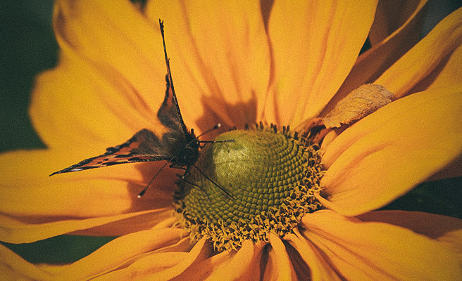 Fjäril i sommarrudbeckia