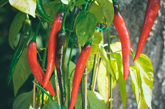 Chilipeppar F1 'Impala'