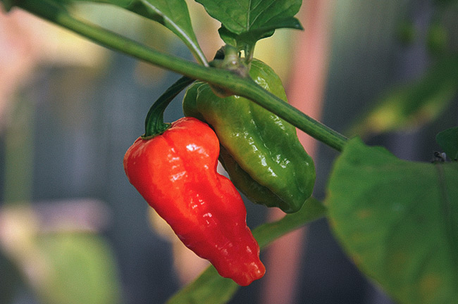 Havannapeppar 'Naga Jolokia'