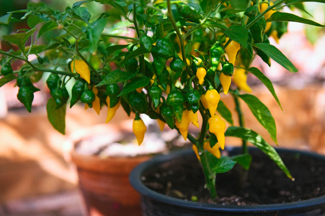 Havannapeppar 'Habanero Hot Lemon'