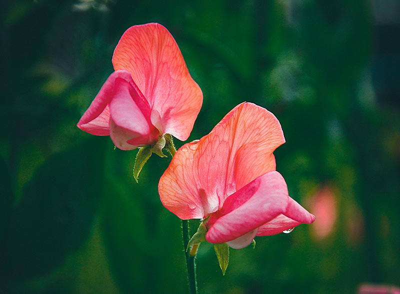 Lathyrus odoratus 'Old Spice Miss Willmott' 1