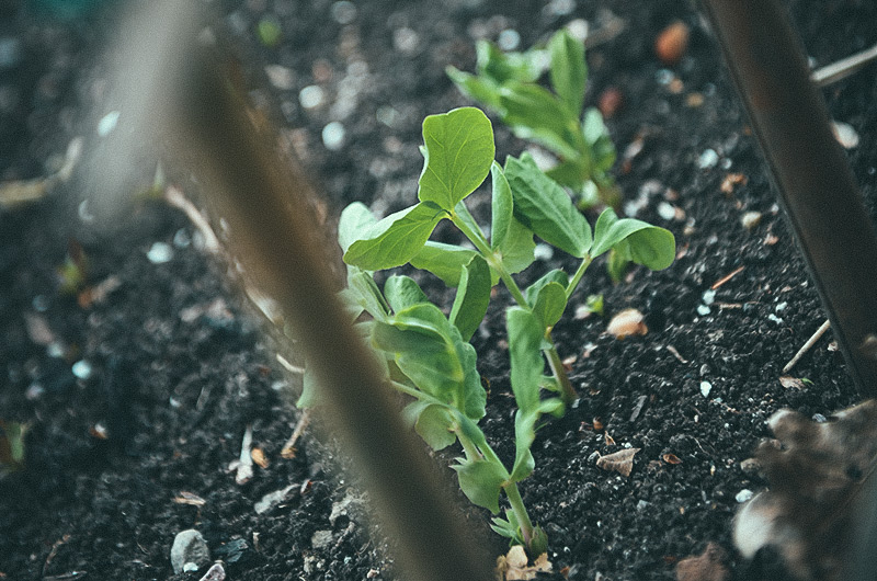 Chilipeppar 'Vampire'