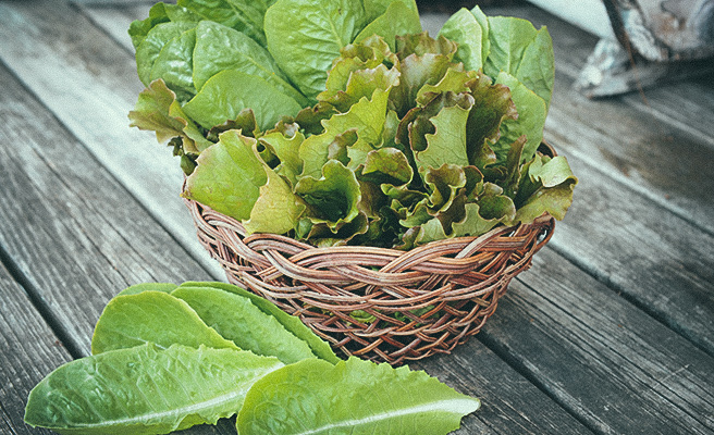 Lactuca sativa Relay och Lactuca_sativa Tantan