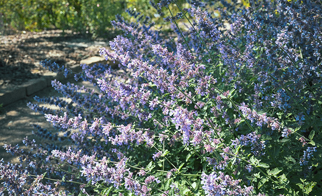 Nepeta faassenii 'Six hills giant'