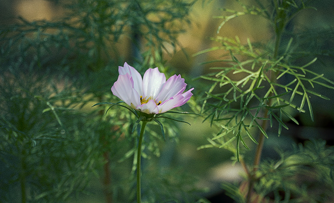 Rosenskära blommar