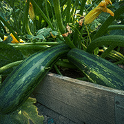 Squash på planta